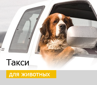 Такси для собак